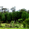The restoration of dryland forests in Latin America