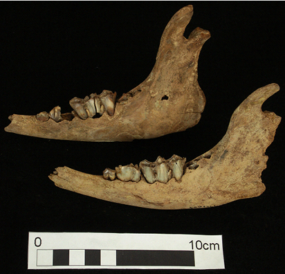 Calf Mandibles from a late medieval stone-lined well at St Michael’s