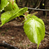 Lime Tree Leaves (Dorset  UK) 