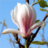 Increasingly threatened magnolia flower