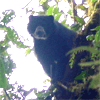 A bear photographed in the Ecuador rainforest