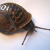 Snail with a number painted on its back