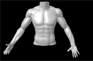 Animated torso