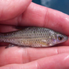 A topmouth gudgeon – the fish being used by CCEEC researchers to investigate the ecology of alien species