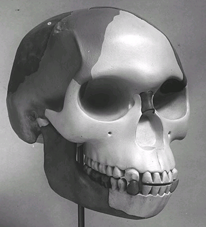 Piltdown skull