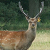 Sika deer in Dorsets Isle of Purbeck
