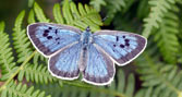 large blue butterfly (c) David Simcock