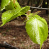Lime tree leaves