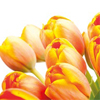 BUDI tulips